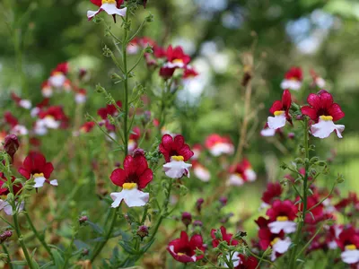 Цветок для вашего сада: Немезия сортосерии Sunsatia Plus. в 2023 г |  Цветок, Новенькая, Сад