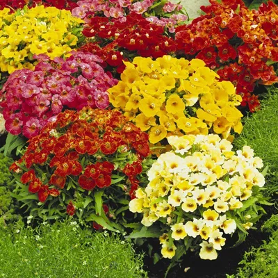 Немезии Цветущий сад ЦС Немезия ЗОБОВИДНАЯ - купить по выгодным ценам в  интернет-магазине OZON (502398180)