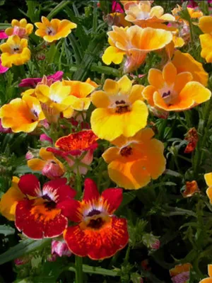 Немезия очаровательный цветок для сада - YouTube