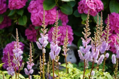 Самые неприхотливые цветы для дачи: список однолетних и многолетних  растений — Ozon Клуб