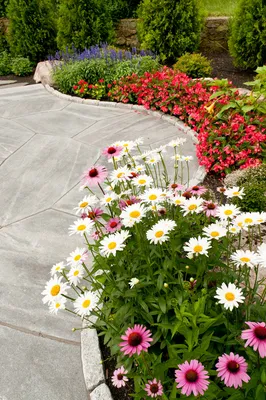 Самые популярные многолетние цветы для сада. - YouTube