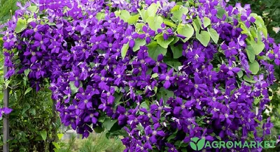 Неприхотливые цветы для дачи и садовой клумбы, фото и названия — Топ-10  самых красивых и неприхотливых цветов | Houzz Россия