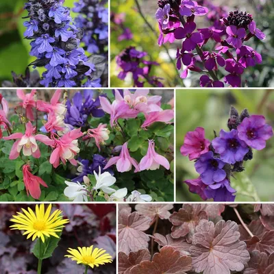 25 многолетних цветов цветущие все лето в вашем саду или даче | Сад,  Композиции цветников, Клумбы