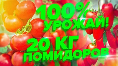 РГ\"-советы: Как вырастить большие и вкусные помидоры без нитратов -  Российская газета