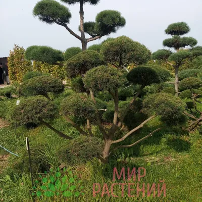 Сосна обыкновенная Ф. Ниваки (Pinus sylvestris) - Питомник и Садовый центр  Русские Деревья