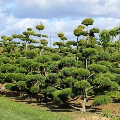 Сосна обыкновенная Ф. Ниваки (Pinus sylvestris) - Питомник и Садовый центр  Русские Деревья