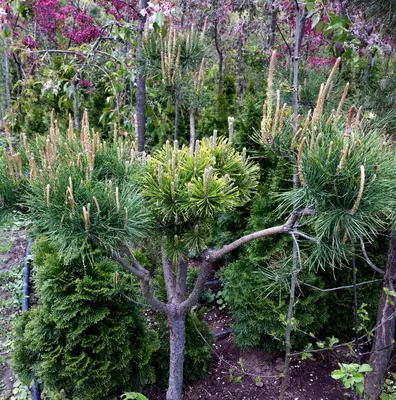 Ниваки из сосны (садовый бонсай) - купить в питомнике растений НАТАЛИС