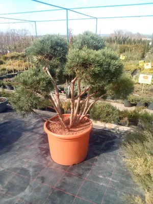 Сосна обыкновенная Эксклюзив (ниваки) Pinus Sylvestris Bonsai| Блог о  ландшафтном дизайне