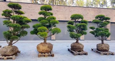 Сосна обыкновенная Эксклюзив (ниваки) Pinus Sylvestris Bonsai| Блог о  ландшафтном дизайне