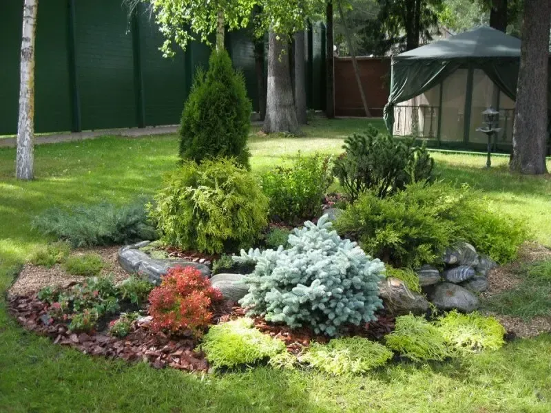 Виды и сорта хвойников: лучшие для ландшафтного дизайна в саду на даче | amjb.ru