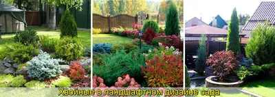 Хвойные растения в саду для начинающих - Fitodecor