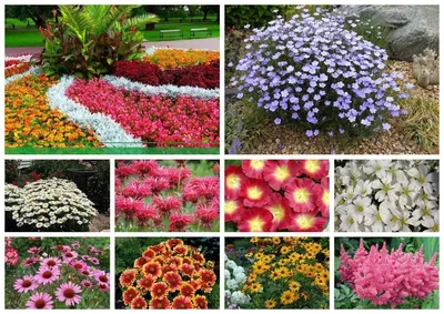 Низкорослые цветы для сада многолетники - 69 фото