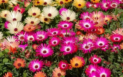 Низкорослые цветы для сада: виды, описание и советы по оформлению клубмы