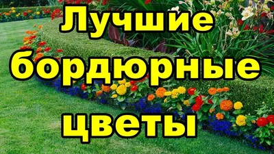 Самые лучшие бордюрные цветы | Что посадить вдоль бордюр - YouTube