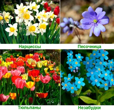 Самые неприхотливые цветы для сада (150 фото): инструкция для начинающих