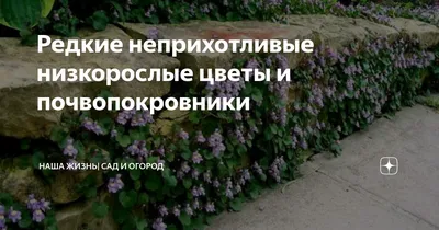 Редкие неприхотливые низкорослые цветы и почвопокровники | Наша жизнь| сад  и огород | Дзен