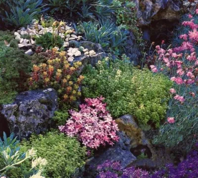 14 лучших растений для уличных кашпо | В цветнике (Огород.ru)