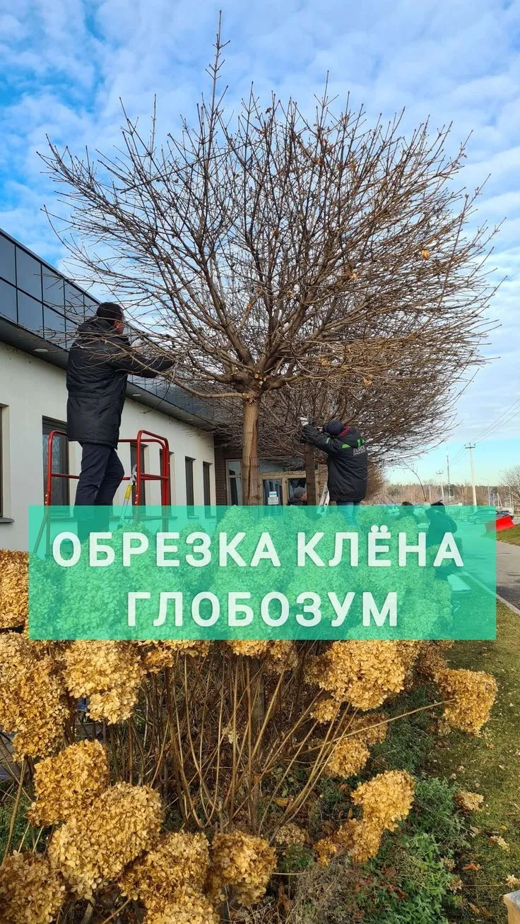 Обрезка кленов