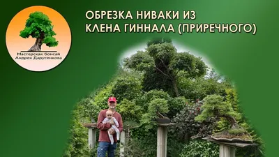 Как придать форму клену? | Обрезка и формирование кроны клена | Владимир  Разумовский - YouTube