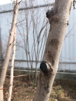 Деревья с декоративной шаровидной формой кроны | Огородники