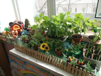 В Смоленском детском саду «Петушок» развели огород на подоконнике | Газета  «Заря»