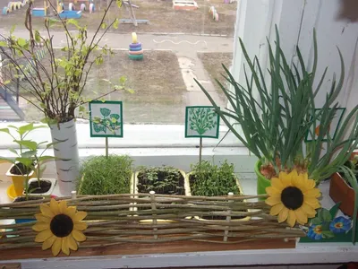 Огород на окне, Детский сад № 145