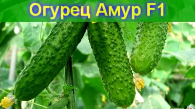 Огурец Амур F1 (сем. агрофирмы Манул) 10 шт.