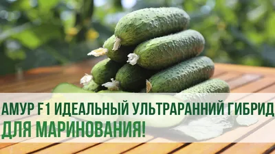 Описание #огурца сорта #Амур F1 - YouTube