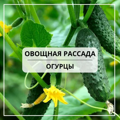 Огурец Амур F1 : Bejo Zaden - семена купить в Киеве, Украине фото, отзывы,  описание - Дачник