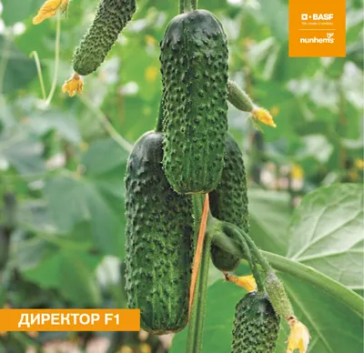 Огурец Директор F1 (Nunhems) - купить семена из Голландии оптом - АГРООПТ
