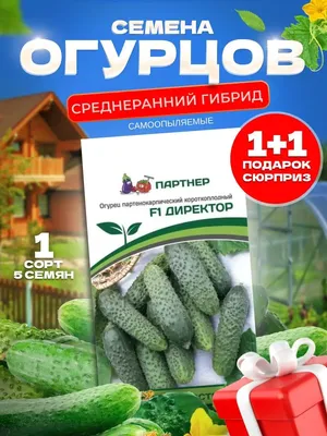 Огурец Директор F1 50 семян купить по выгодной цене в интернет-магазине