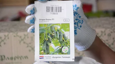 Огурец ЭКОЛЬ F1 Syngenta 500 шт: продажа, цена в Днепропетровской области.  Семена и рассада овощных культур от \"Інтернет магазин для фермера та  агронома. Все для присадибної ділянки, саду та дому.\" - 605770195