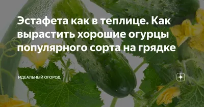 Купить огурец Эстафета тепличный начался в Украине от компании ООО  Greenhouses Ukraine