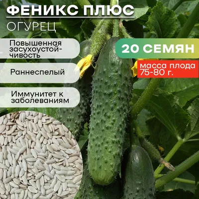 Огурец Феникс-640 10 г Gl Seeds - купить по лучшей цене в Днепропетровской  области от компании \"Agroretail.com.ua\" - 1076377575