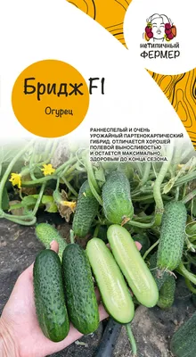 Купить семена Огурец Трилоджи F1 — от НПО Сады Росcии