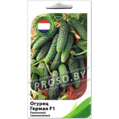 Купить Огурец Герман F1 (250 семян) • Seminis Vegetable Seeds (Нидерланды)  • высокая продуктивность и супер раннее созревание, огурец для пленочных  теплиц • в Агрошоп5 с доставкой по России • -35411