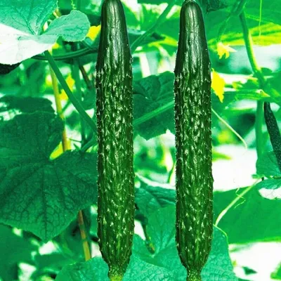 Семена Огурец \"Гирлянда\" F1, раннеспелый, партенокарпический, 10 шт. (2 шт)  - РусЭкспресс