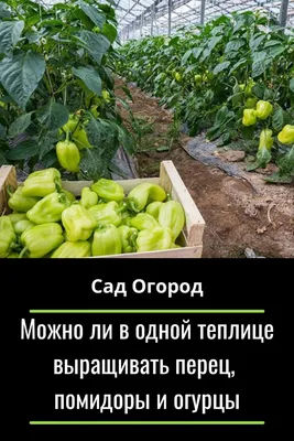 Можно ли в одной теплице выращивать перец, помидоры и огурцы | Огород,  Садовые деревья, Овощной огород