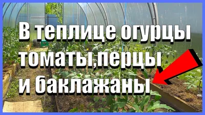 Посадки в теплице огурцы и помидоры, перцы, баклажаны. Мульчируем клубнику  свежей травой - YouTube