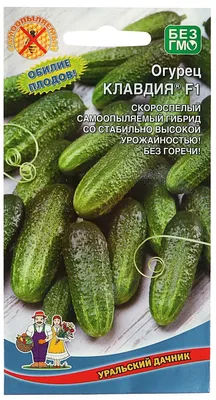 Семена ЭЛИТагро Огурец Клавдия F1 - «Урожайный и вкусный, проверенный сорт  огурцов \"Клавдия\" гибрид F1. Выращивание в парнике, капельный полив.» |  отзывы