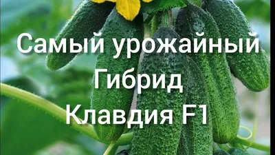 Семена \"Огурец Клавдия\" купить по цене 73 ₽ в интернет-магазине KazanExpress