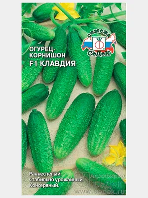 Огурец Клавдия F1 0,2г семена (СеДеК) купить по цене 69 ₽ в  интернет-магазине KazanExpress