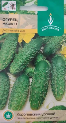 Семена Огурец 'Клавдия' F1, раннеспелый, партенокарпический, без горечи, 10  шт в Бишкеке купить по ☝доступной цене в Кыргызстане ▶️ max.kg