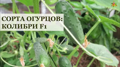 Купить семена Огурец Колибри F1 — от НПО Сады Росcии