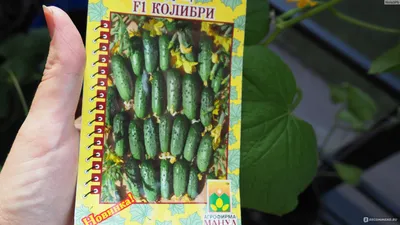 Огурец Белый хруст (НК) — купить в городе Новосибирск, цена, фото — Семена  Успеха