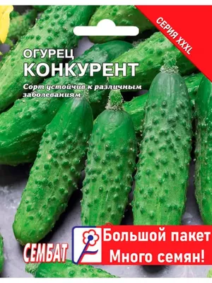 Купить - Огурец Конкурент/Сем Алт/цп 0,5 гр.. Alsemya.ru - интернет магазин  семян и саженцев, газонов и удобрений!