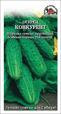 Характеристики и описание сорта огурцов Конкурент | Дачный уход | Дзен