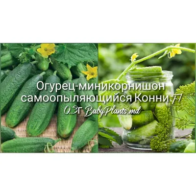 Купить Огурец Конни Дом Семян