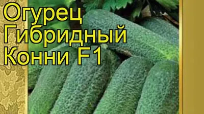 Огурец Конни F1, 10 семян — купить в интернет-магазине по низкой цене на  Яндекс Маркете