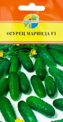 Огурцы МАРИНДА F1: семена корнишонов, описание сорта и фото.